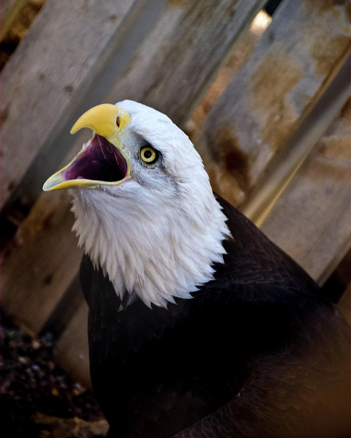 Screaming Eagle Photograph by Harry Strharsky