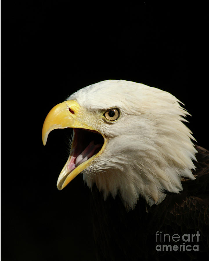 Screaming Eagle Photograph by Jack Norton