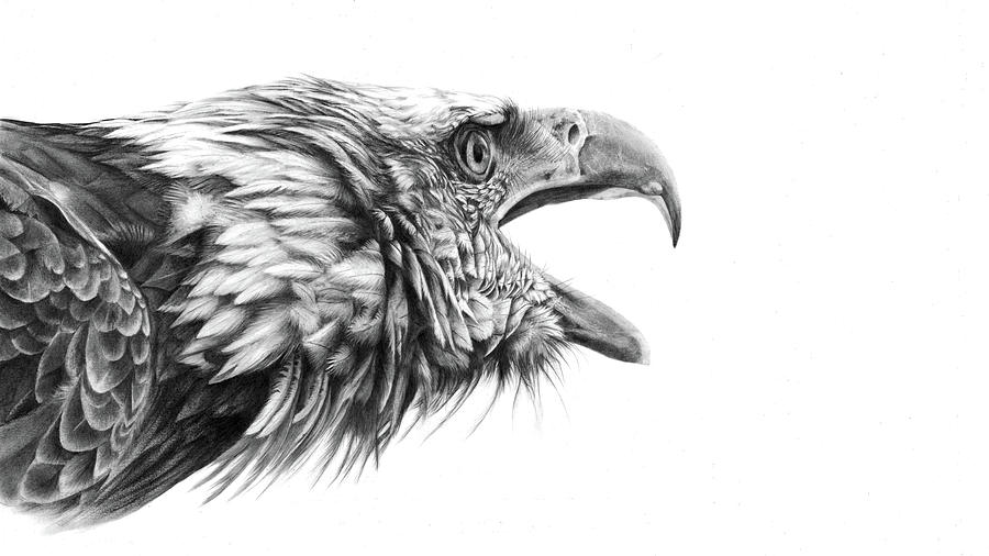 Screaming Eagle Drawing by Peter Williams