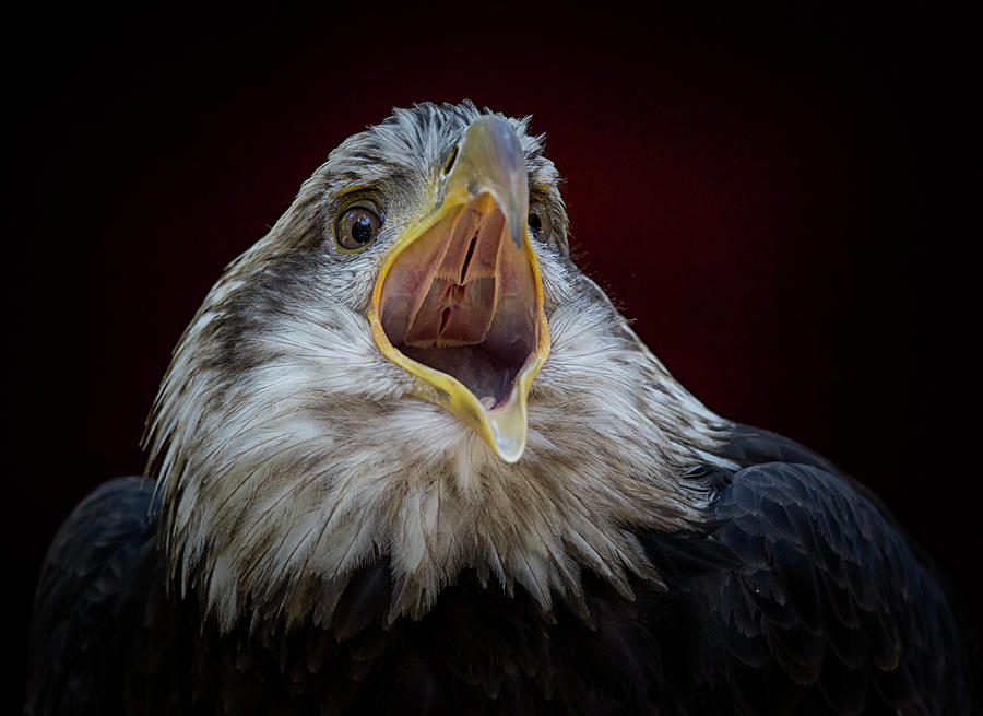 Nature Photograph - Screaming Eagle by Randy Hall