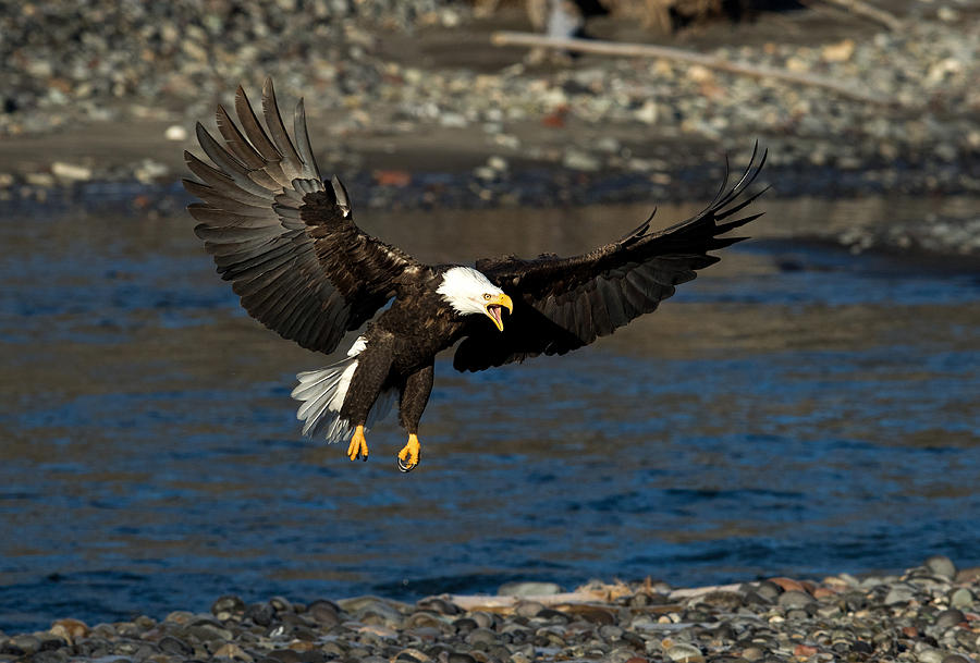 Screaming Eagle Photograph by Shari Sommerfeld