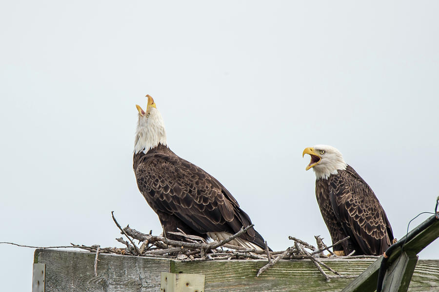 Screaming Eagles Photograph by Gary E Snyder