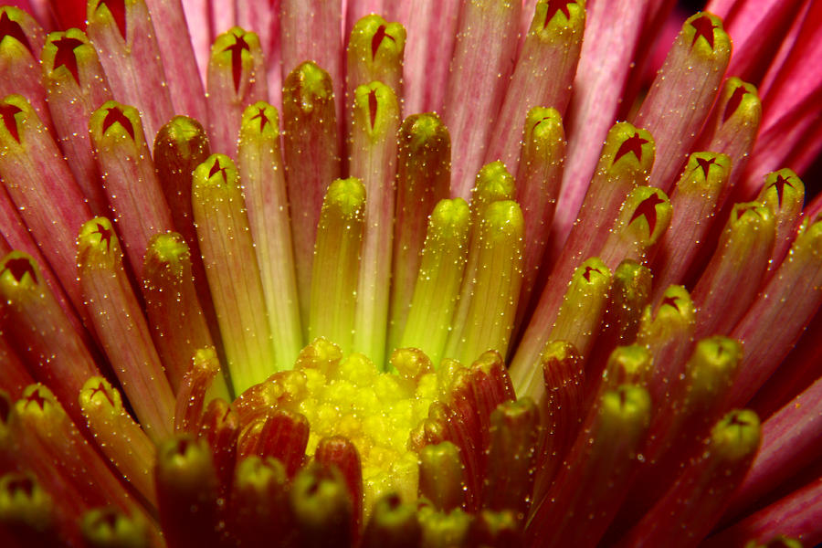 Screaming Flower Photograph by Conor Roberts | Fine Art America