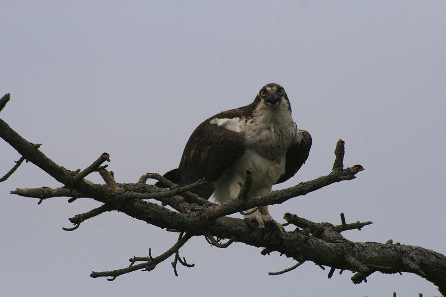 Screaming Osprey Photograph by Christopher J Kirby