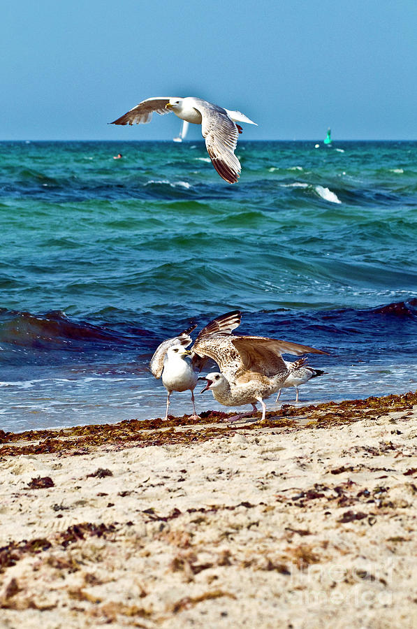 Screaming Seagulls in Action  Photograph by Silva Wischeropp