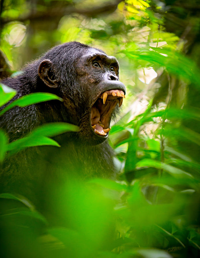 Screaming wild chimpanzee Photograph by Dirk Ercken