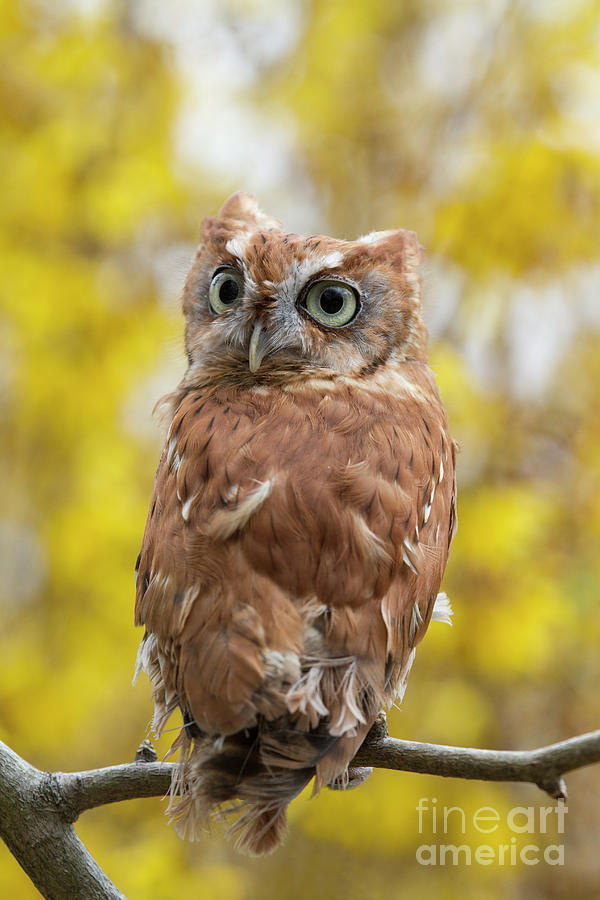 Screech Owl 1 Photograph by Chris Scroggins