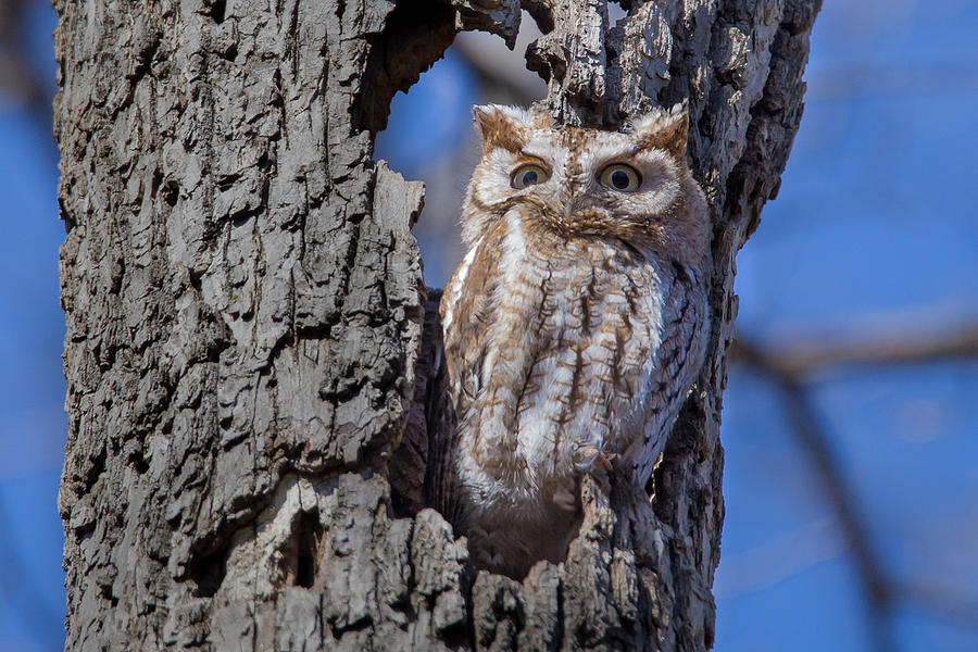 Screech Owl #1 Photograph by Paul Schultz