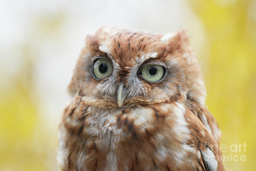 Screech Owl 2 Photograph by Chris Scroggins