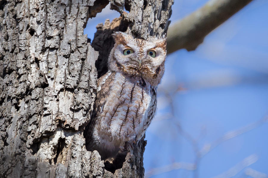 Screech Owl #2 Photograph by Paul Schultz