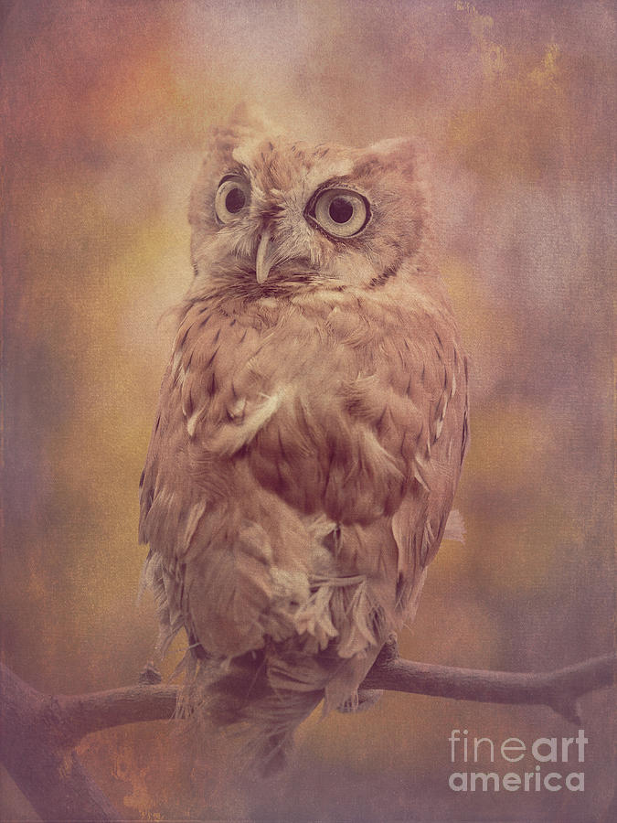 Screech Owl 3 Photograph by Chris Scroggins