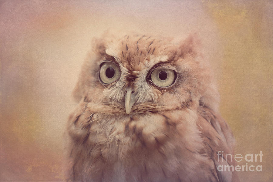 Screech Owl 4 Photograph by Chris Scroggins