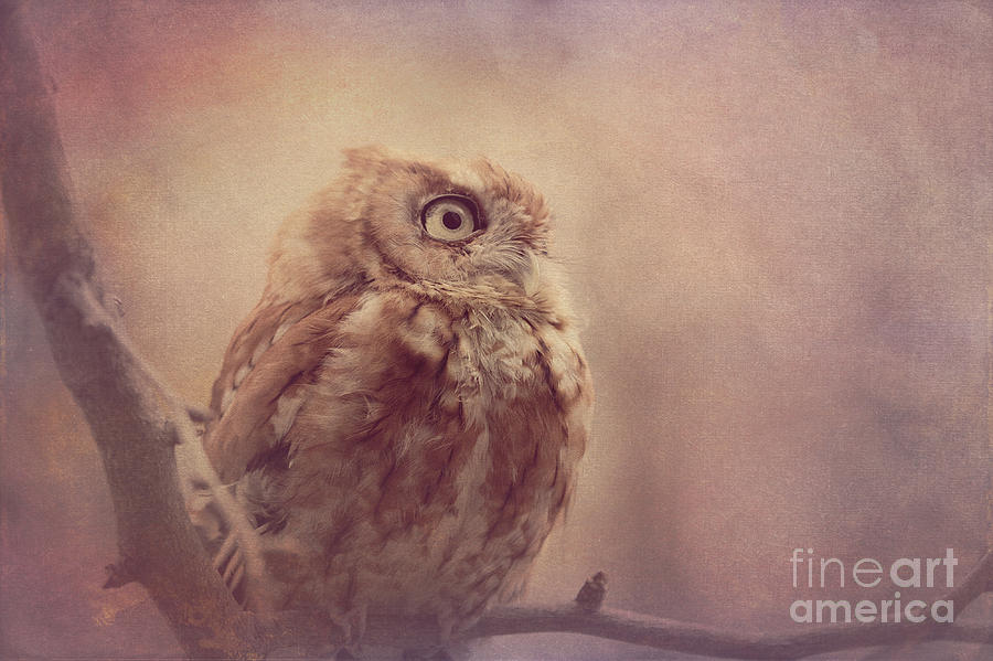 Screech Owl 5 Photograph by Chris Scroggins
