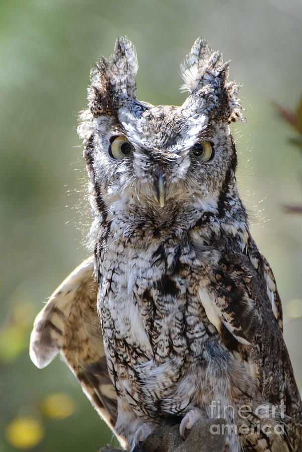 Screech Owl Photograph by Amy Porter
