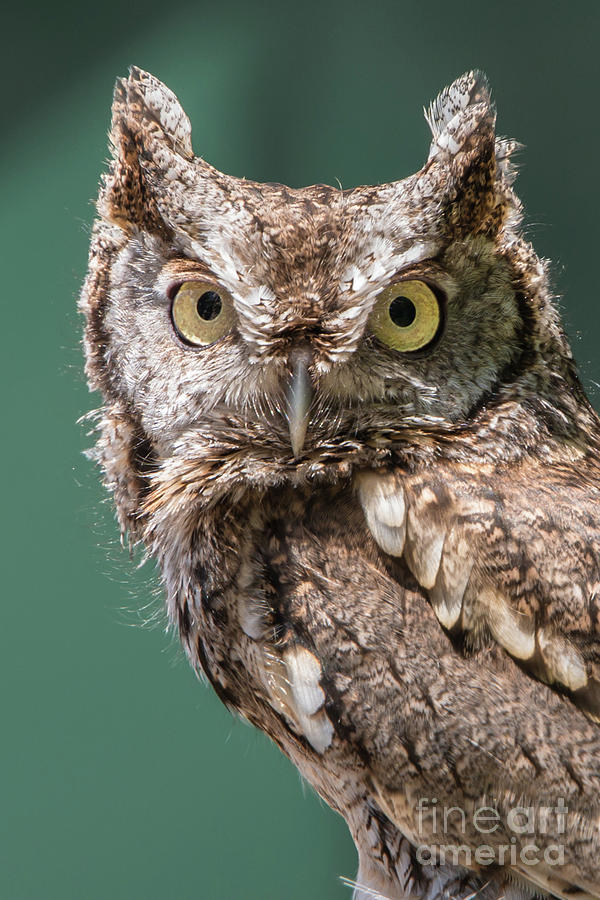 Screech Owl Photograph by Anthony Sacco