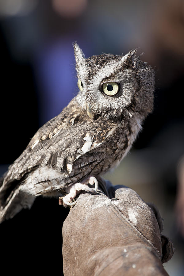 Owl Photograph - Screech Owl by Christina Durity