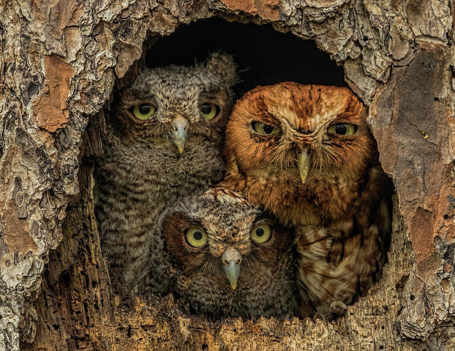 Screech Owl Family Photograph by Justin Battles
