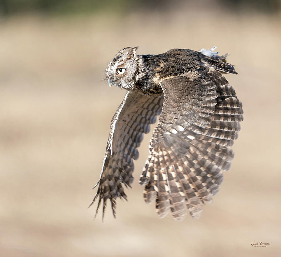Screech Owl Flight Photograph by Judi Dressler