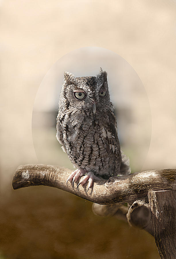 Screech Owl Photograph by Gouzel -