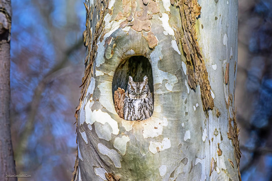 Screech Owl In A Sycamore Tree Photograph by LeeAnn McLaneGoetz McLaneGoetzStudioLLCcom