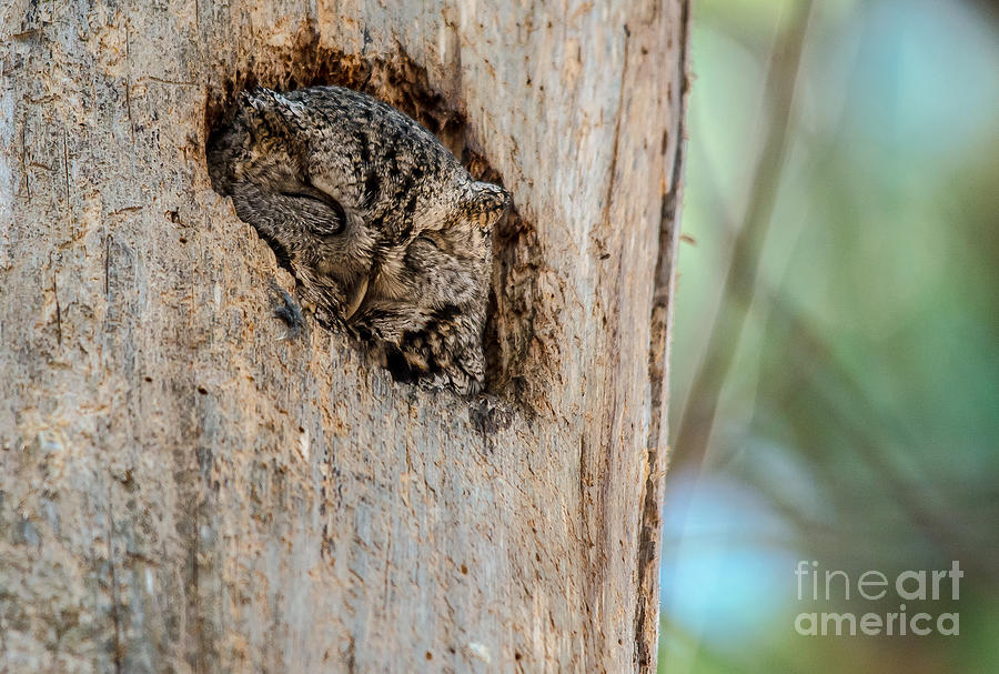 Screech Owl in a Tree Photograph by Cheryl Baxter