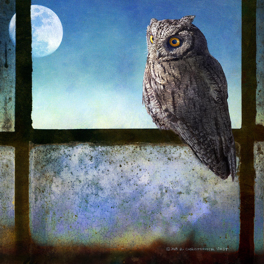 Owl Photograph - Screech Owl In Barn Window by R christopher Vest
