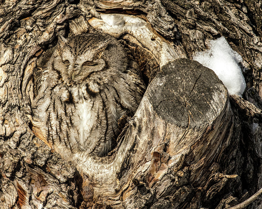 Screech Owl in Cavity Nest Photograph by Dawn Key