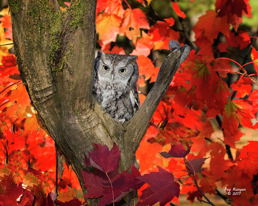 Screech Owl in Fall Photograph by Peg Runyan
