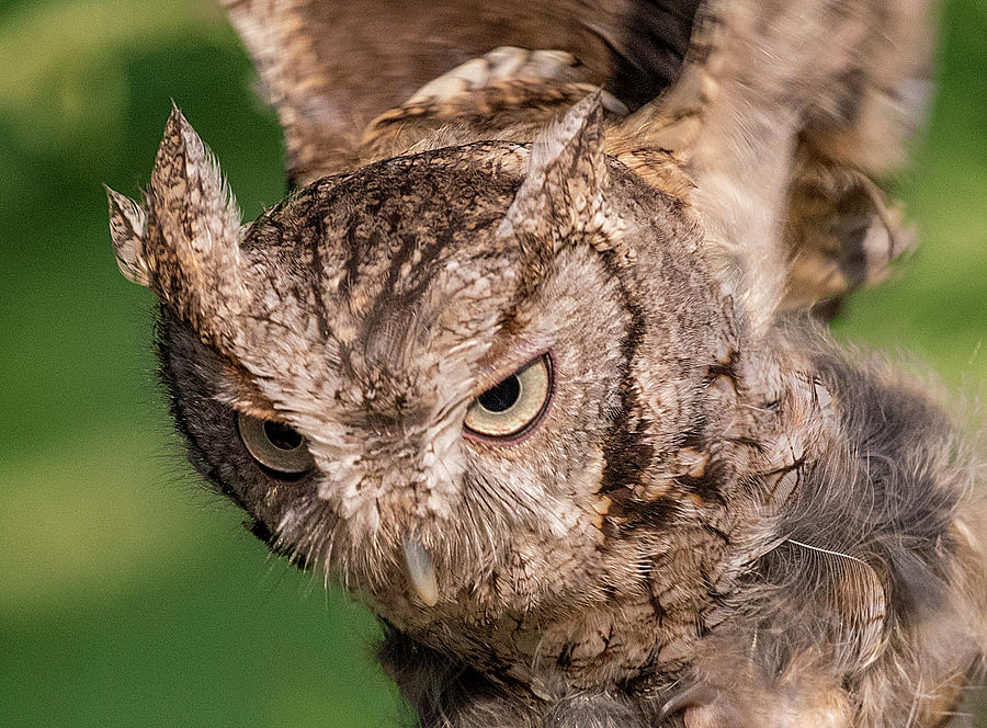 Screech Owl in Flight Photograph by Lowell Monke