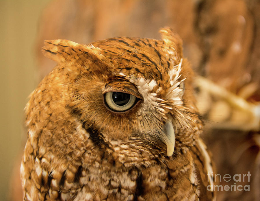 Screech Owl Photograph by John Greco