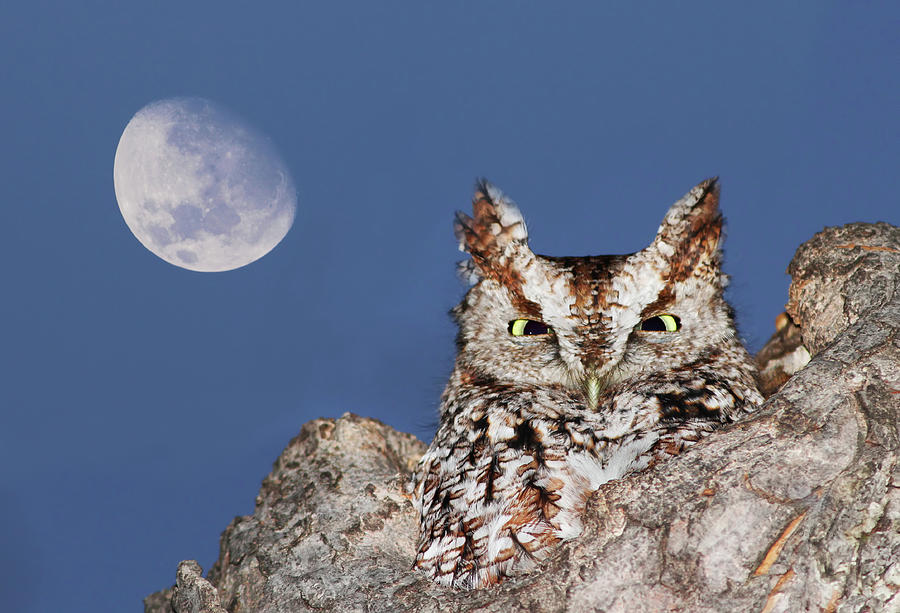 Screech Owl Photograph by Mircea Costina Photography