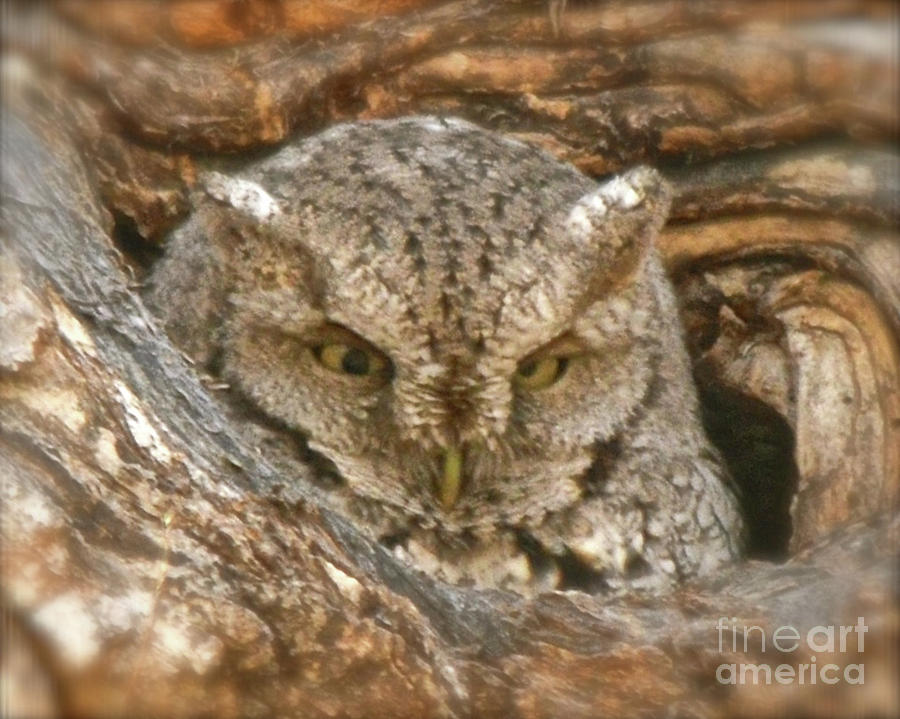 Screech Owl on Spring Creek Photograph by Cindy Schneider