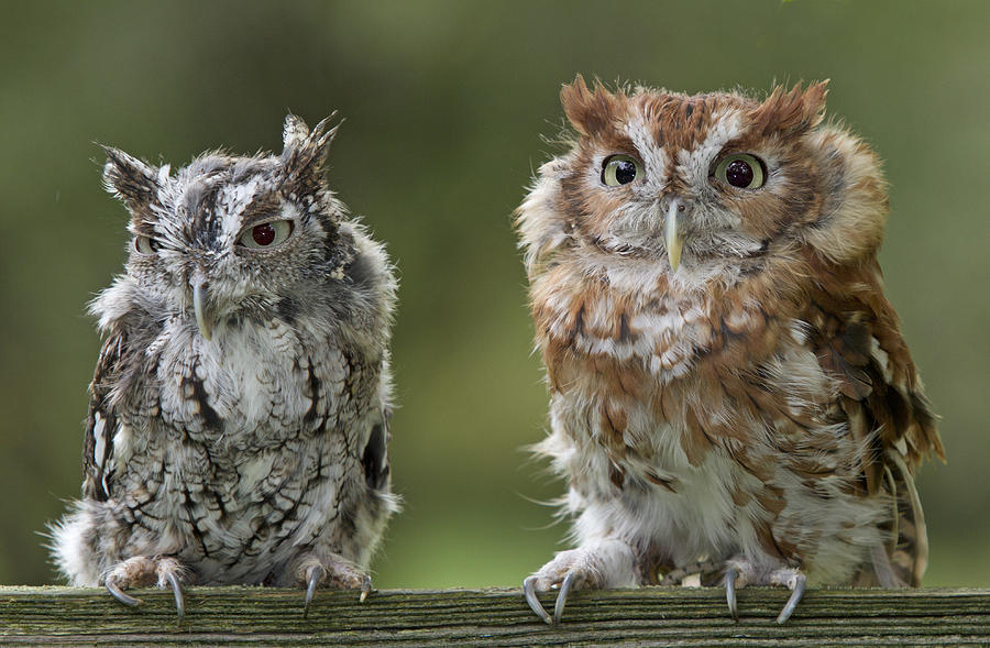 Screech Owl Pair Photograph by Jack Nevitt