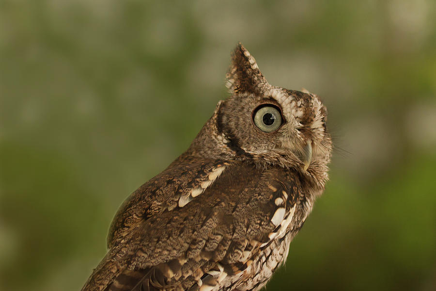 Screech Owl Photograph by Paul Rebmann