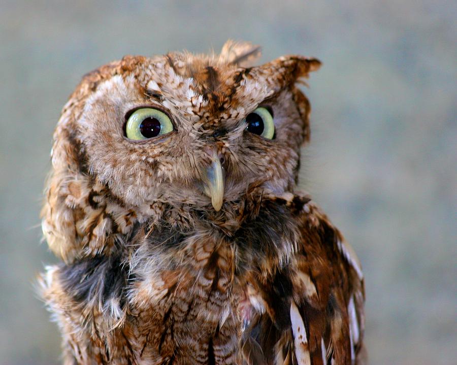 Screech Owl Photograph by Polly Castor