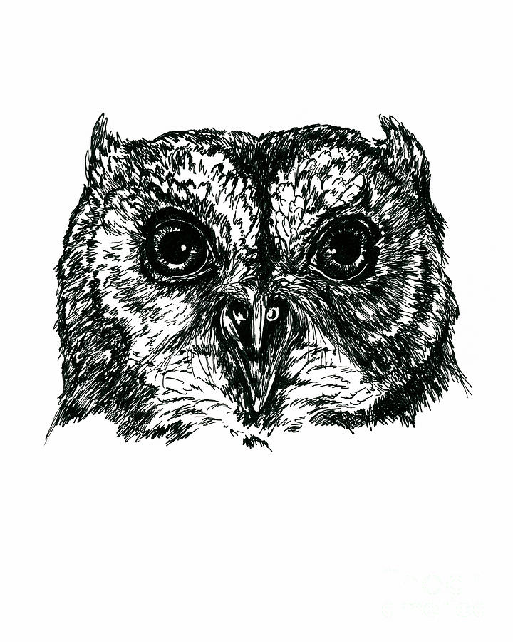 Screech Owl Portrait in Ink Drawing by MM Anderson