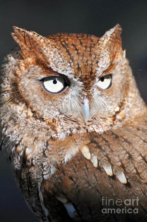 Screech Owl Portrait Photograph by Rose  Hill