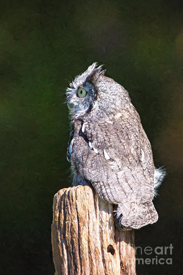 Screech Owl Profile Photograph by Sharon McConnell