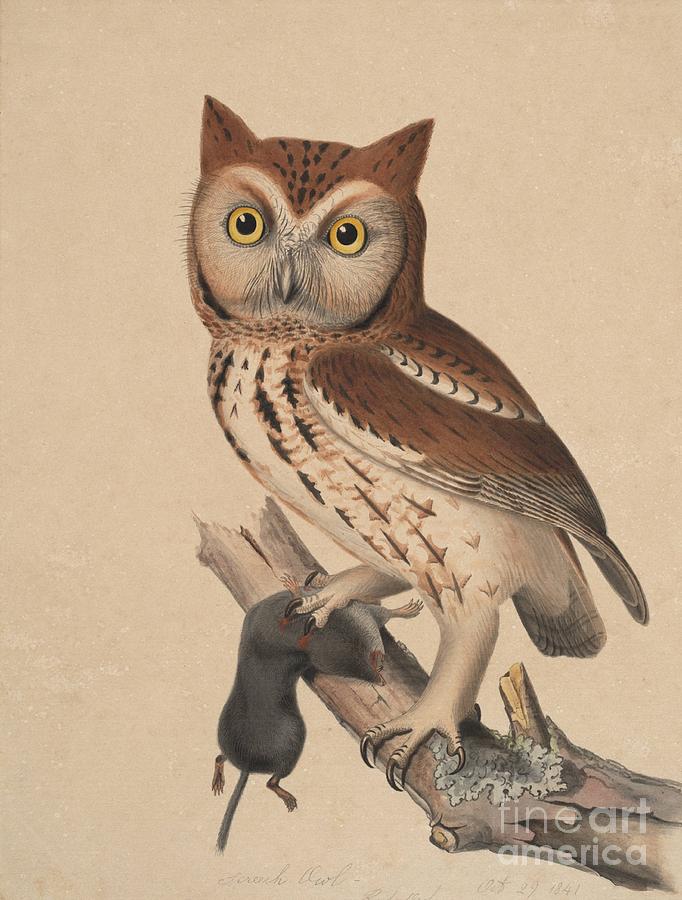Screech owl - red owl Painting by Celestial Images