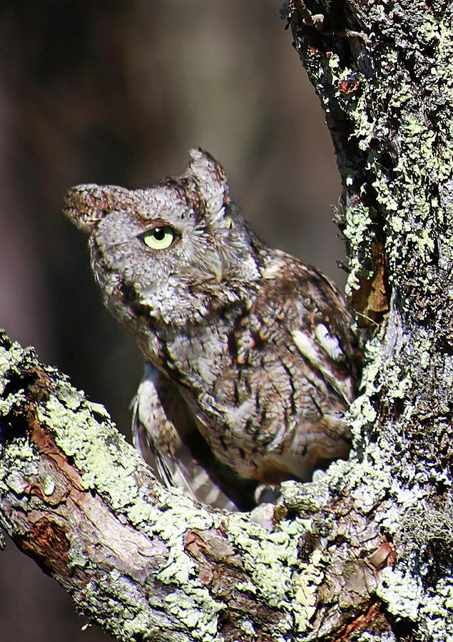 Owl Photograph - Screech Owl by SC Shank