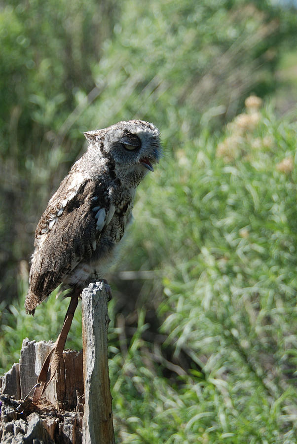 Screech Owl Screeches Photograph