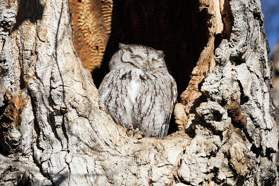 Screech Owl Soaks in the Morning Sun Photograph by Tony Hake