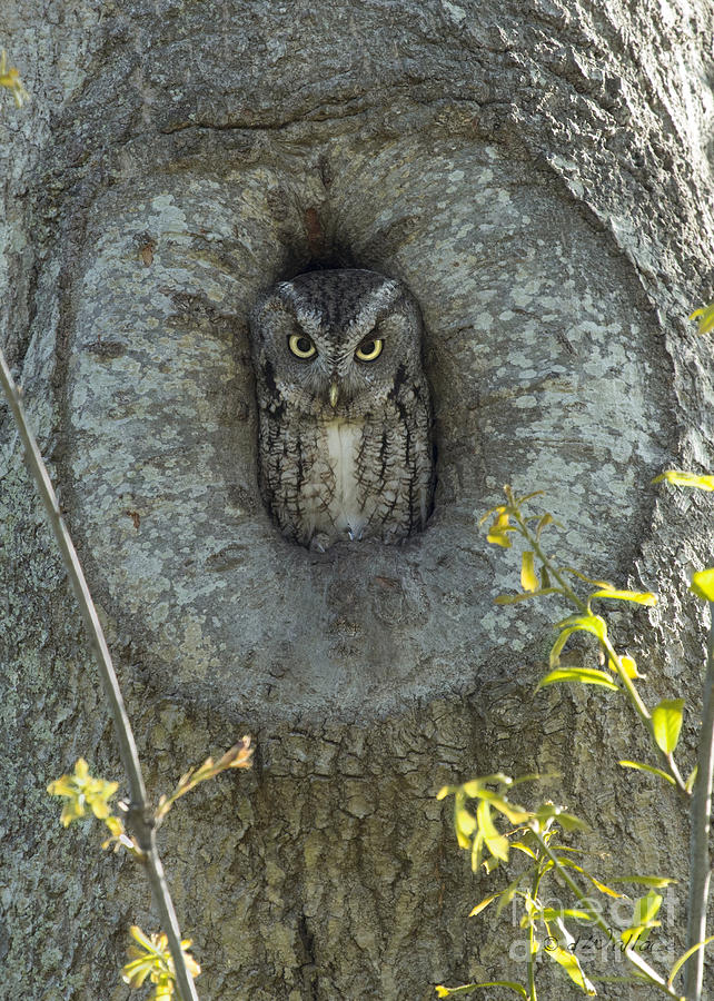 Screech Owl Stare Down Photograph by D Wallace