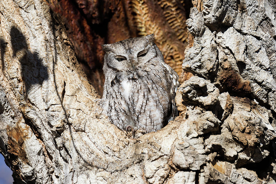 Screech Owl Takes a Peep Photograph by Tony Hake