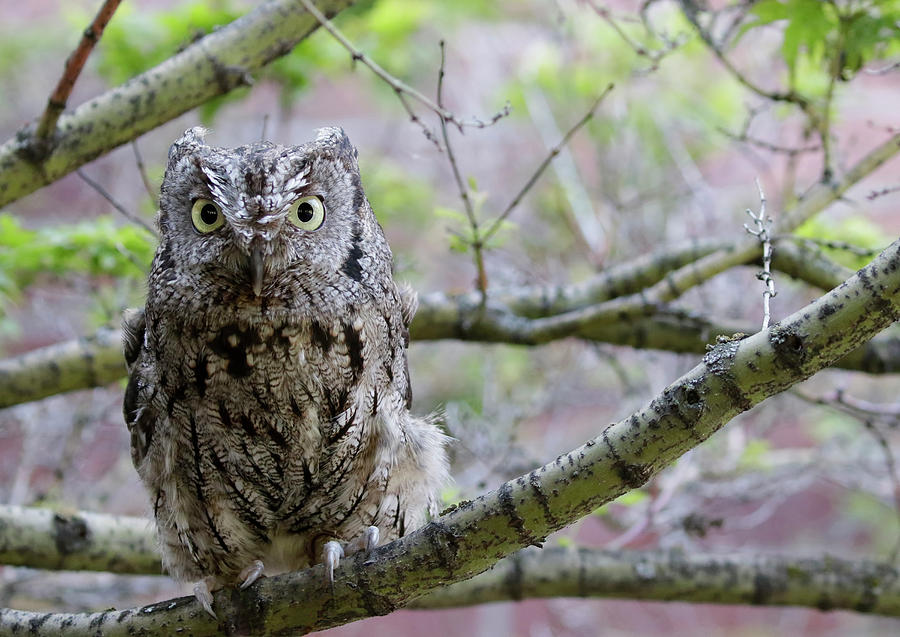 Screech Owl Tree Photograph by Steve McKinzie