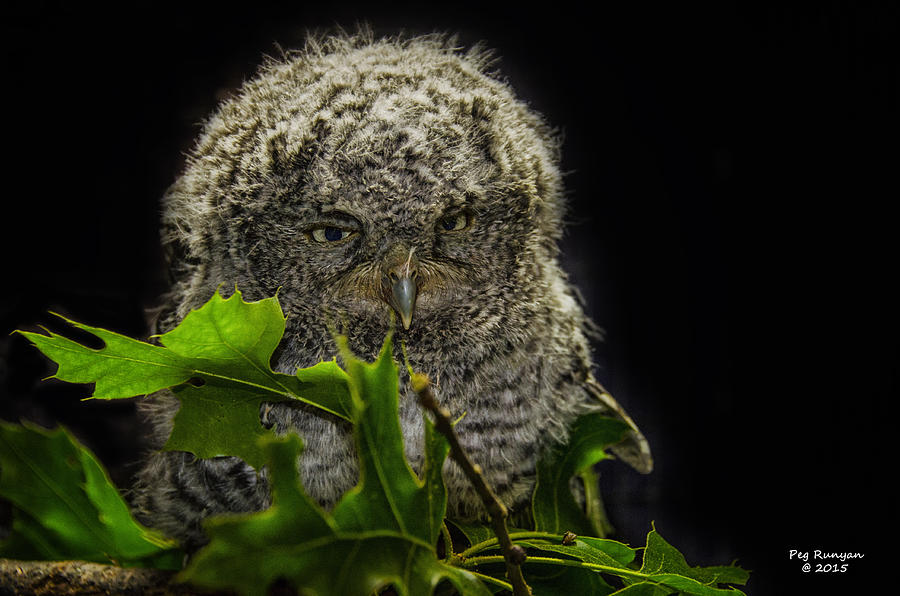 Screech Owlet Photograph by Peg Runyan