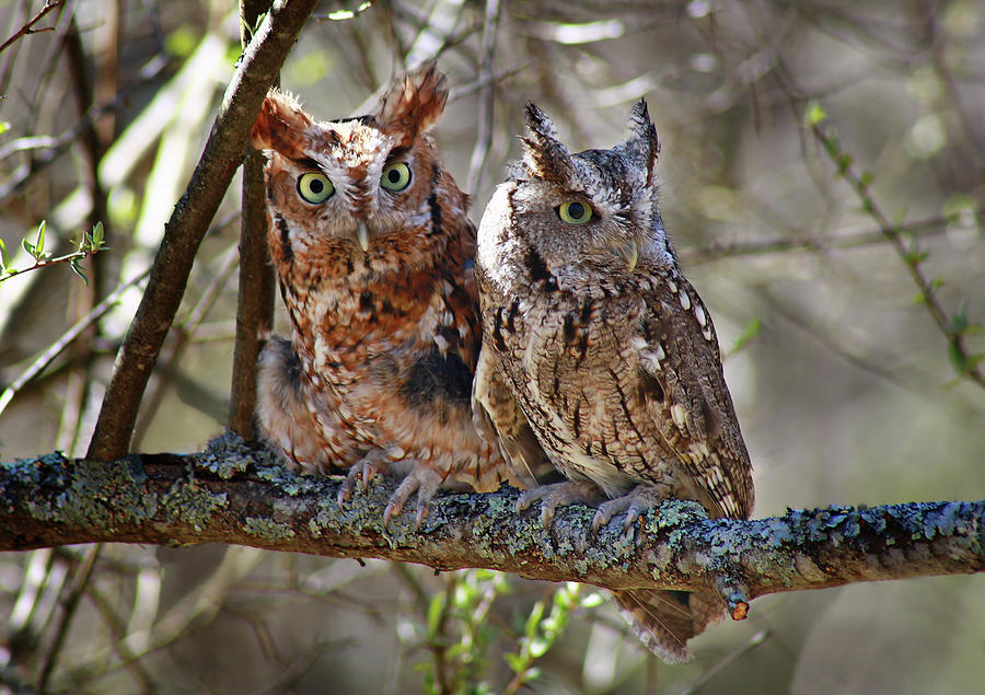 Screech Owls Photograph by SC Shank