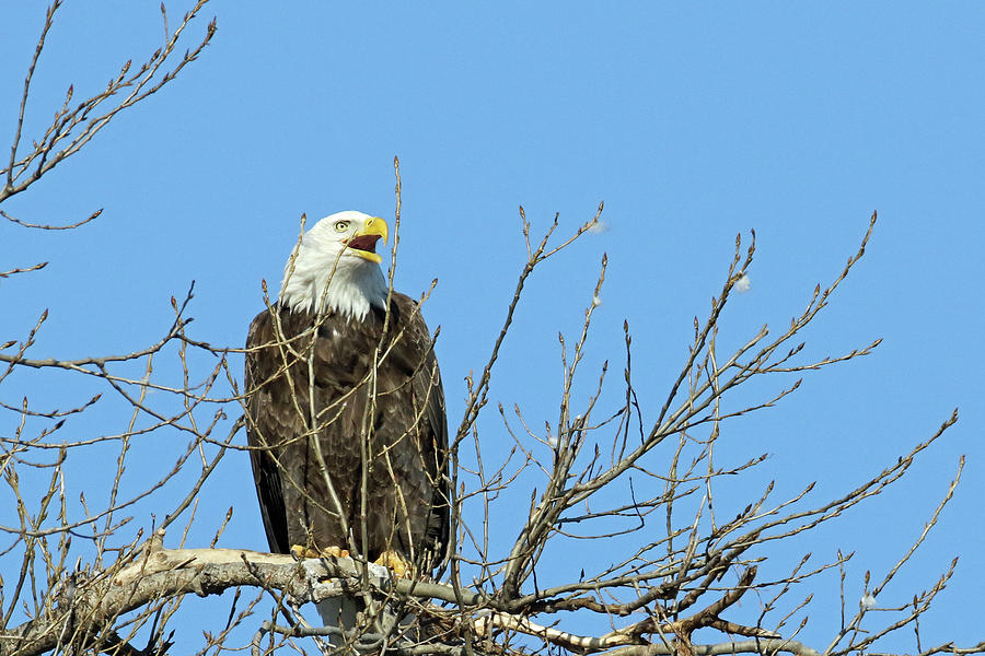 Screeching Eagle Photograph by Brook Burling