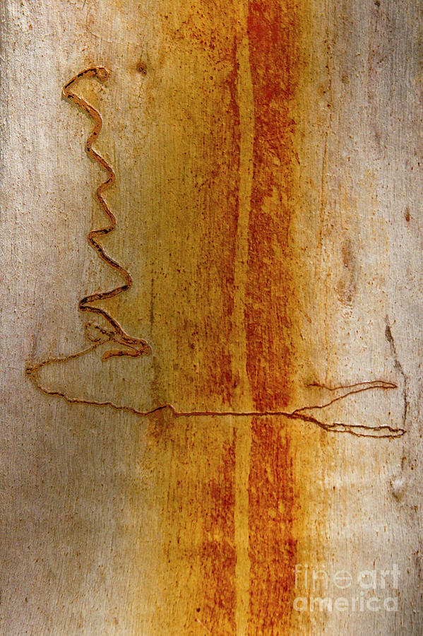 Scribbly Gum Bark Photograph by Werner Padarin