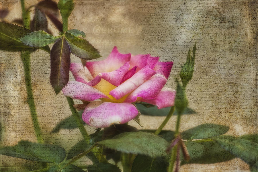 Scripted Rose Photograph by Joan Bertucci